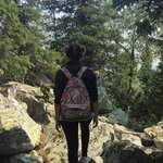 Ромашка обыкновенная